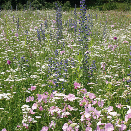 Bienenweide_Fruehjahr_500x500