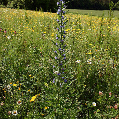 Bienenweide_Sommer