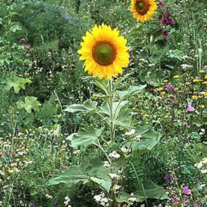 Blühwiese Sommer