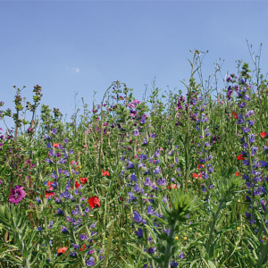 Bienenweide Spätsommer