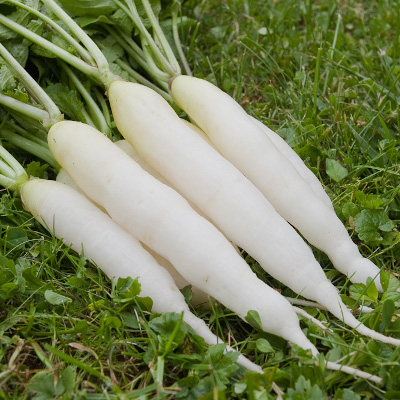 Eiszapfen