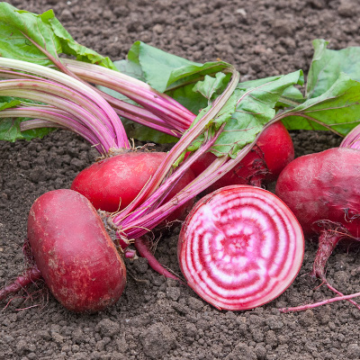 Tondo di Chiaggia Rote Beete