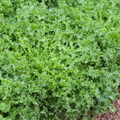 Wallone frisée