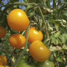 Gelbe von Thun Alte Tomatensorte Bio