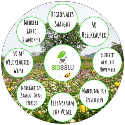 Wildräuterwiese Wilde Apotheke Biobalu