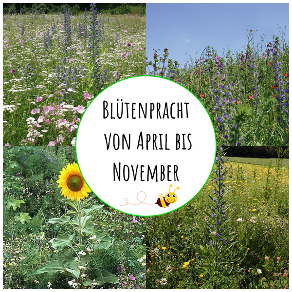 Bienenweide Bienenwiese Blühwiese