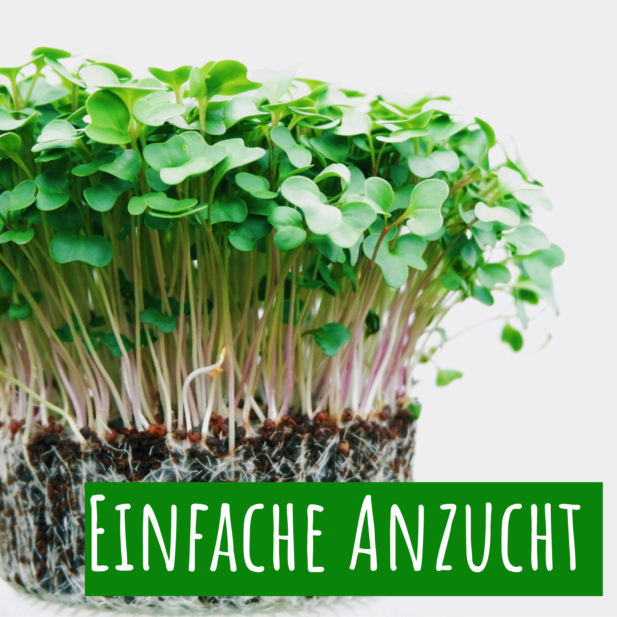 Anzucht Keimsprossen
