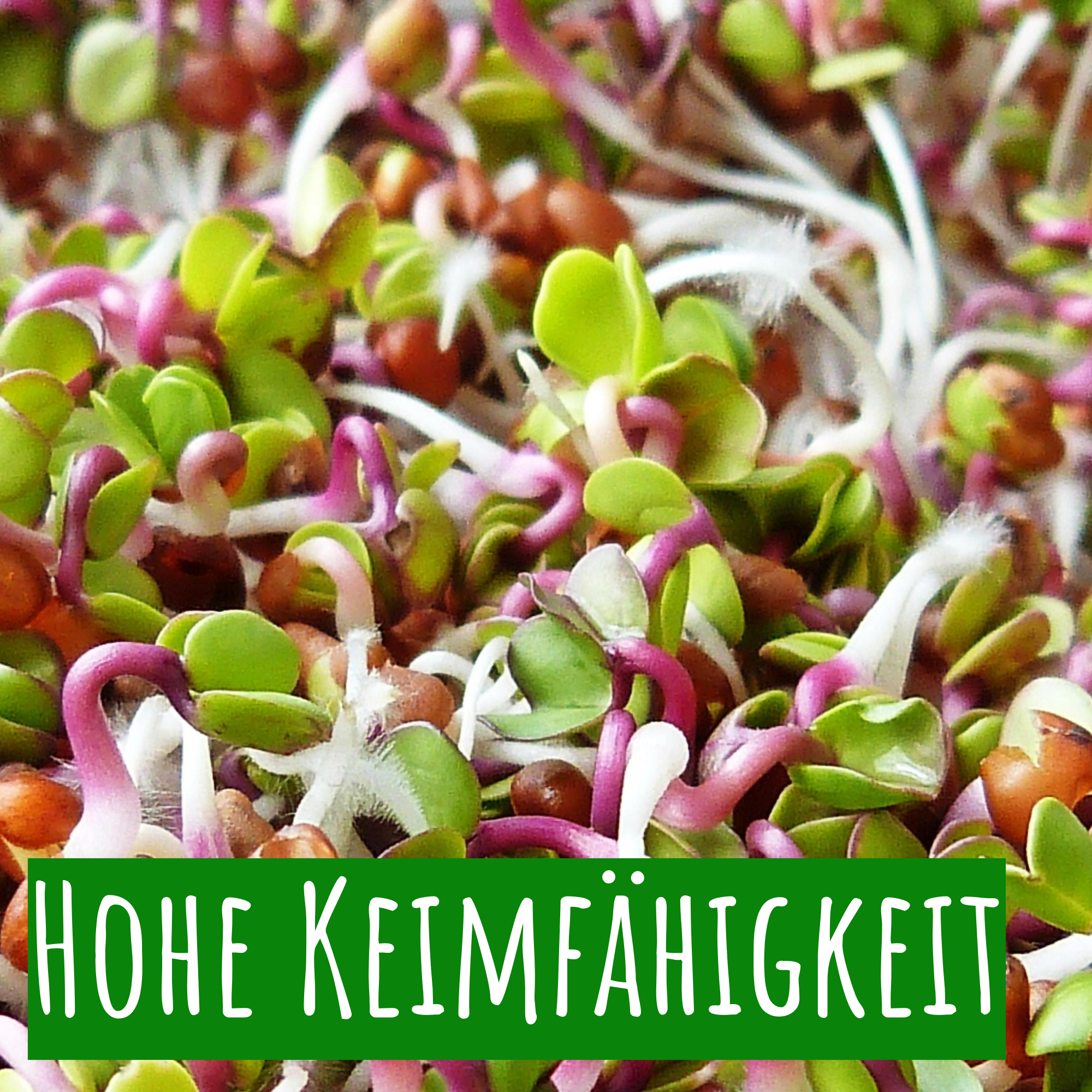 Keimfähigkeit Keimsprossen