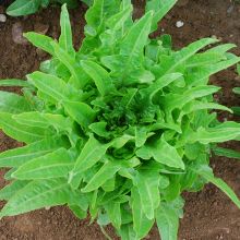 Lattughino Verde