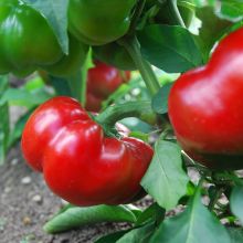 Tomatenpaprika