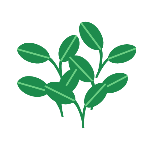 Keimsprossen Microgreens Keimsaat