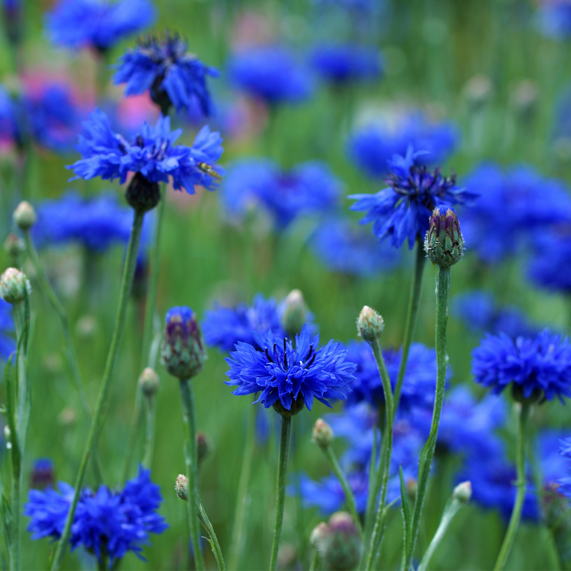Kornblumen
